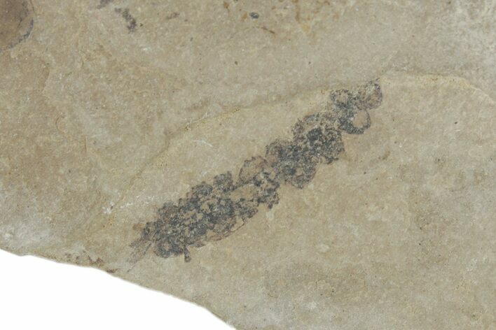 Fossil Catkin (Flower Cluster) - Green River Formation, Utah #215615